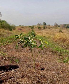 mudas de folha murcha